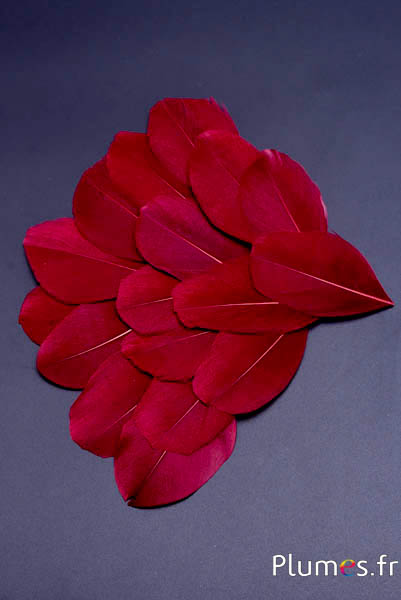 Pétales en plumes - 6-8 x 3-4 cm - bordeaux